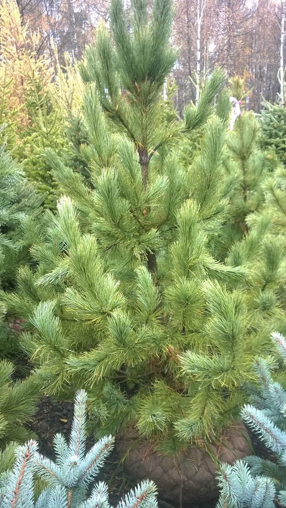 Кедр сибирский (Pinus cembra sibirica)