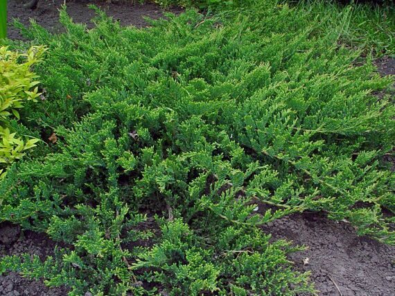 Можжевельник горизонтальный (Juniperus horizontalis) "Prince of Wales"
